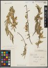 Foto von Salix acmophylla Boiss.
